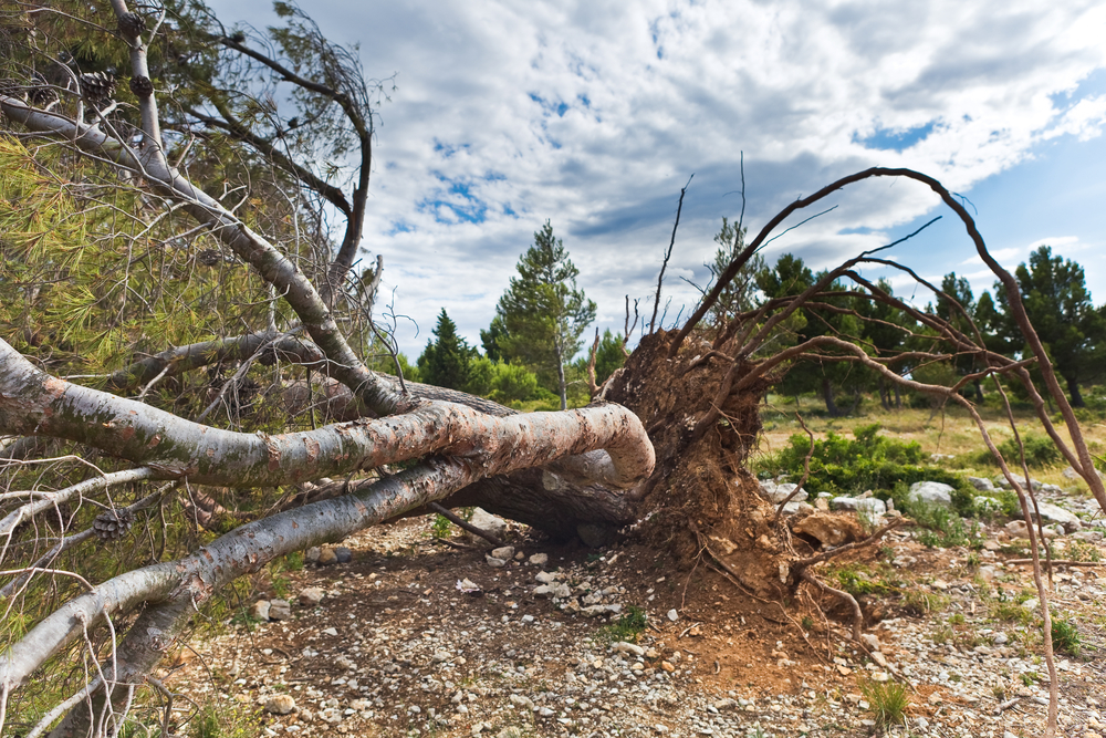 storm damage tree