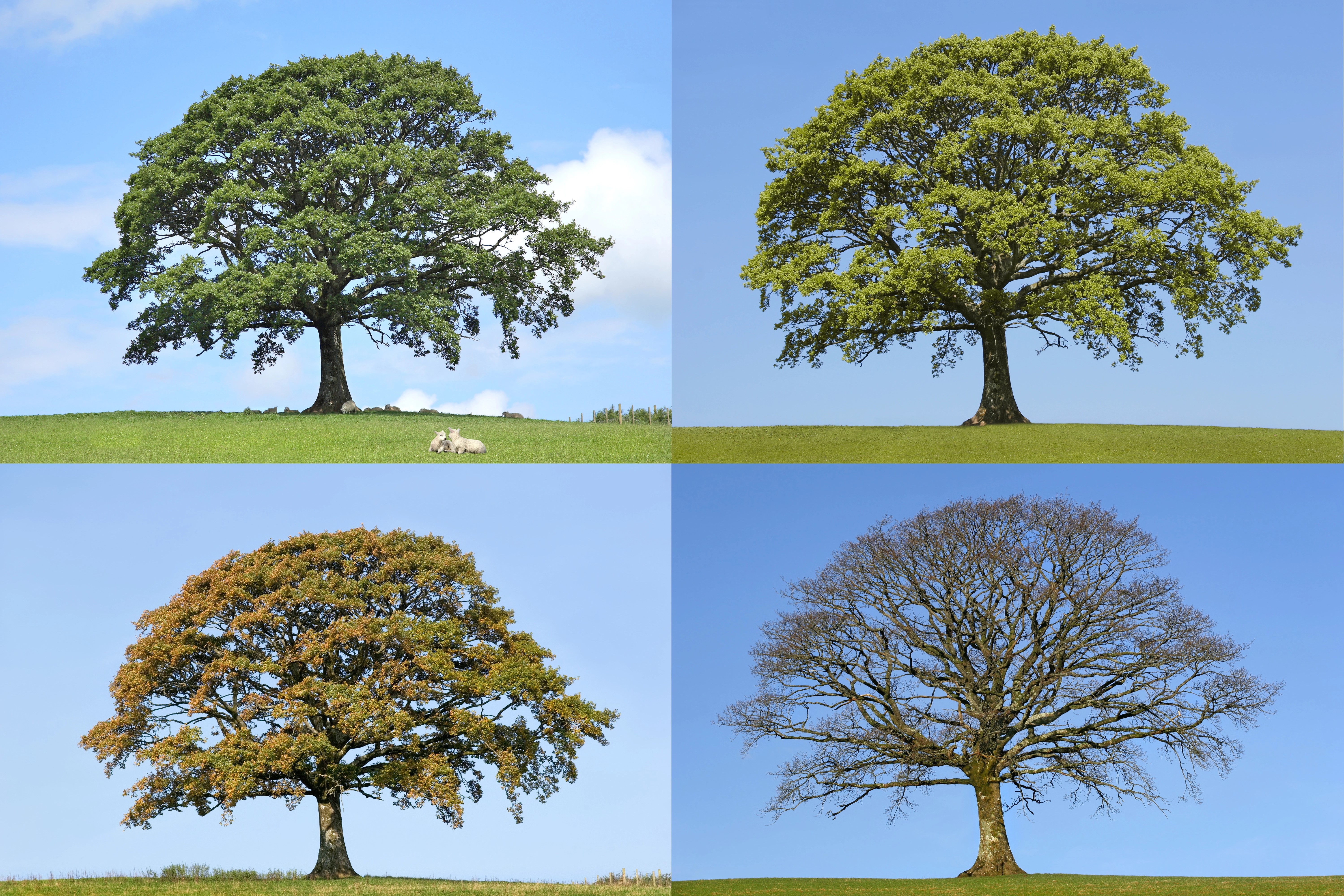 Oak tree in different seasons