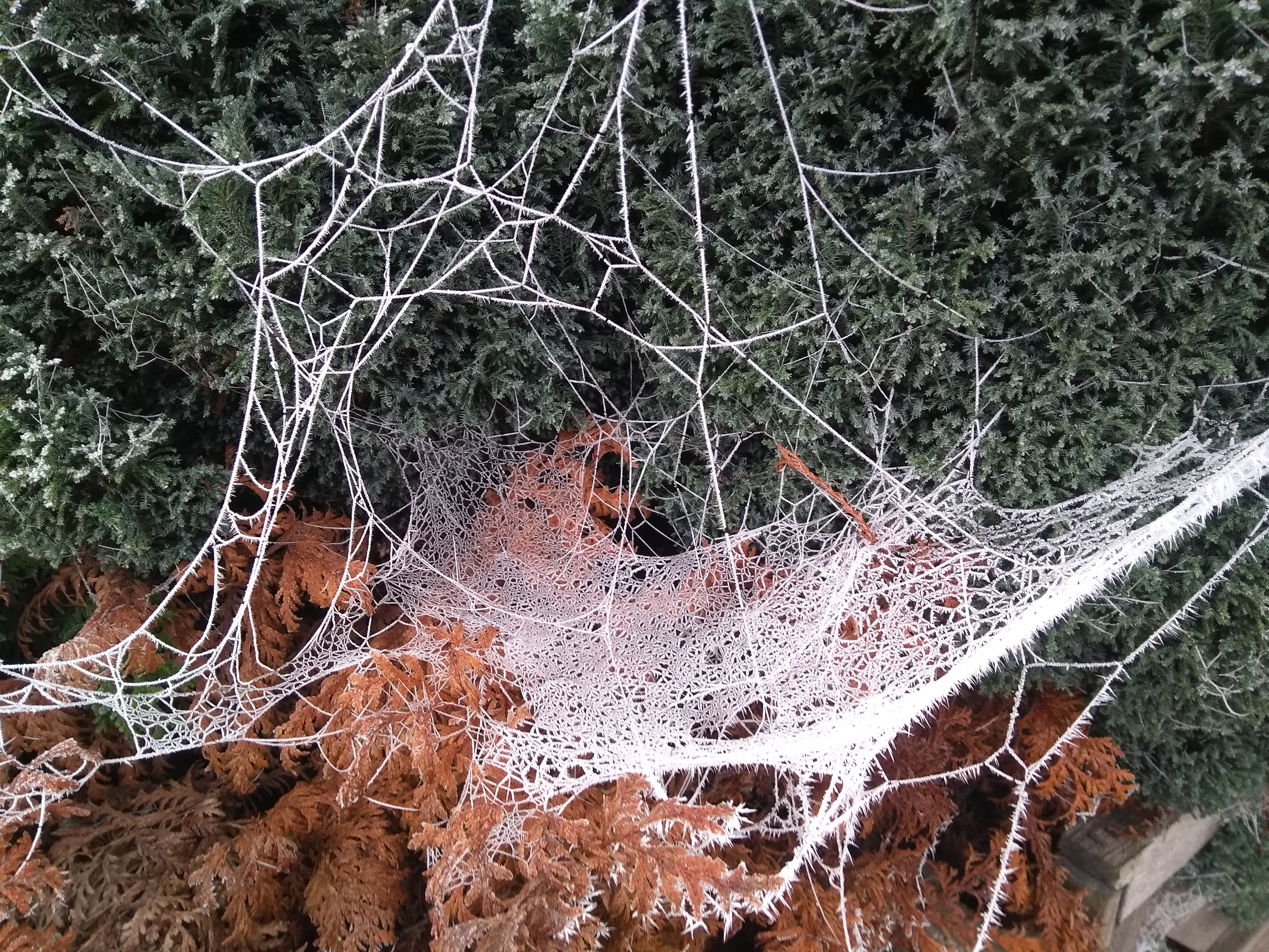 Frozen spider webs against autumn leaves © K Marchio