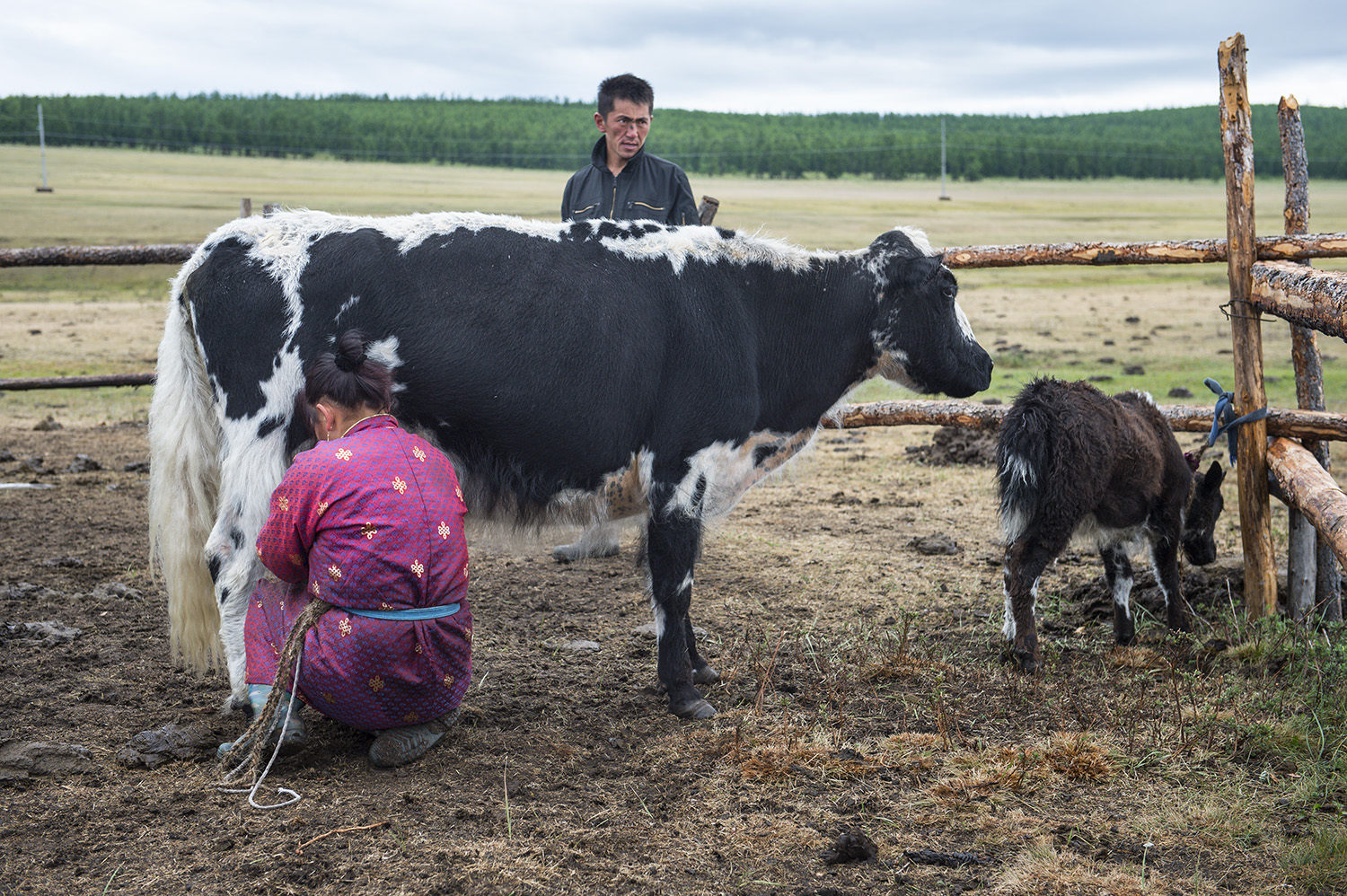 Mongolian milk production
