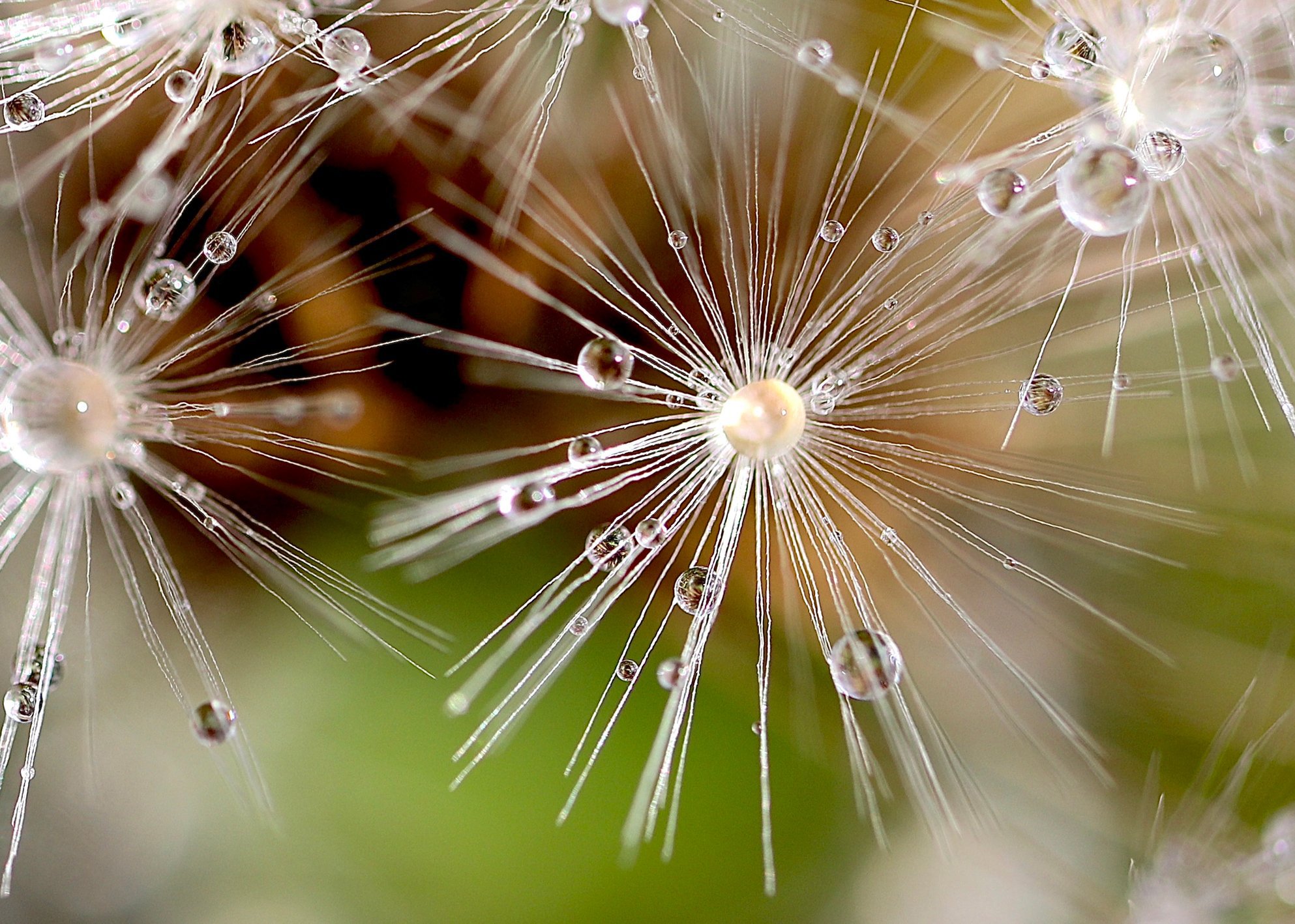A macro image of water droplets on dandelion blowballs