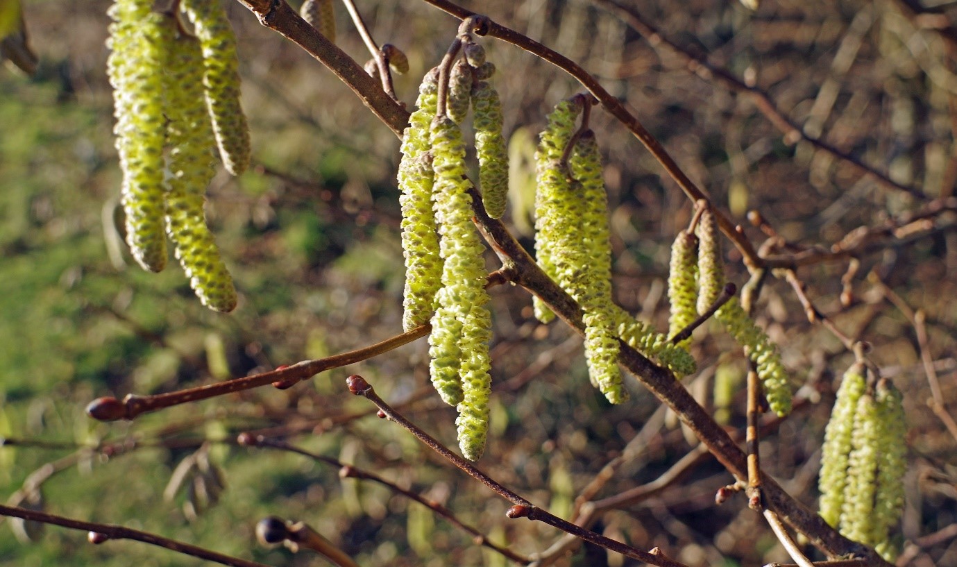 Hazel Catkins. Photo by: Richard Gibbs/WTML