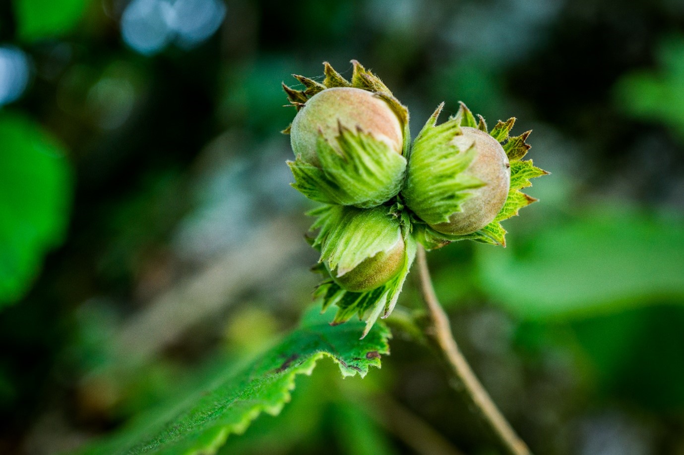 Hazel Nuts Photo by: Ben Lee/WTML