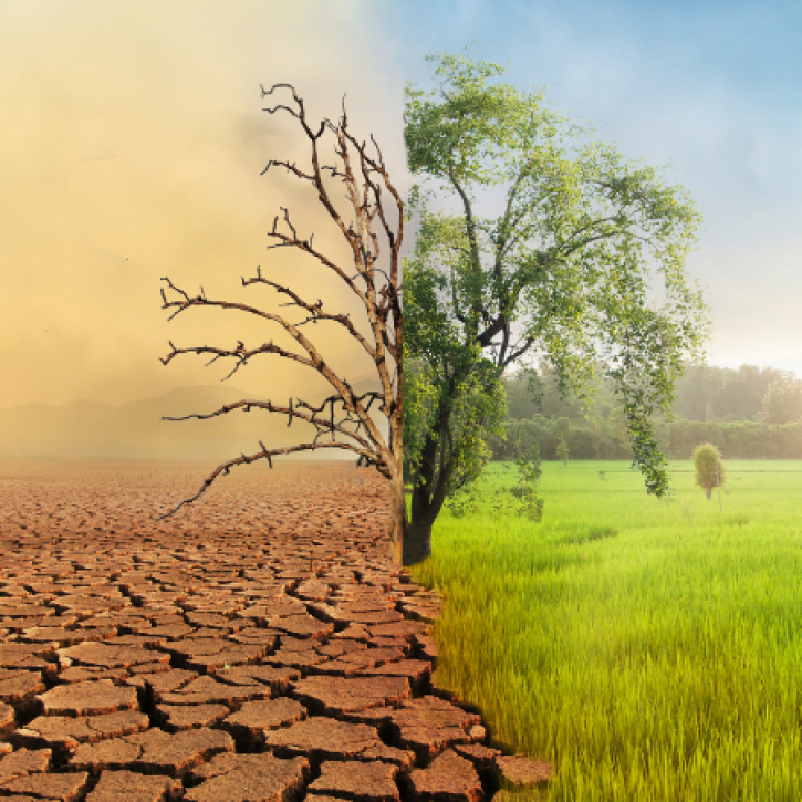A tree with drought on one side and green grass on the other