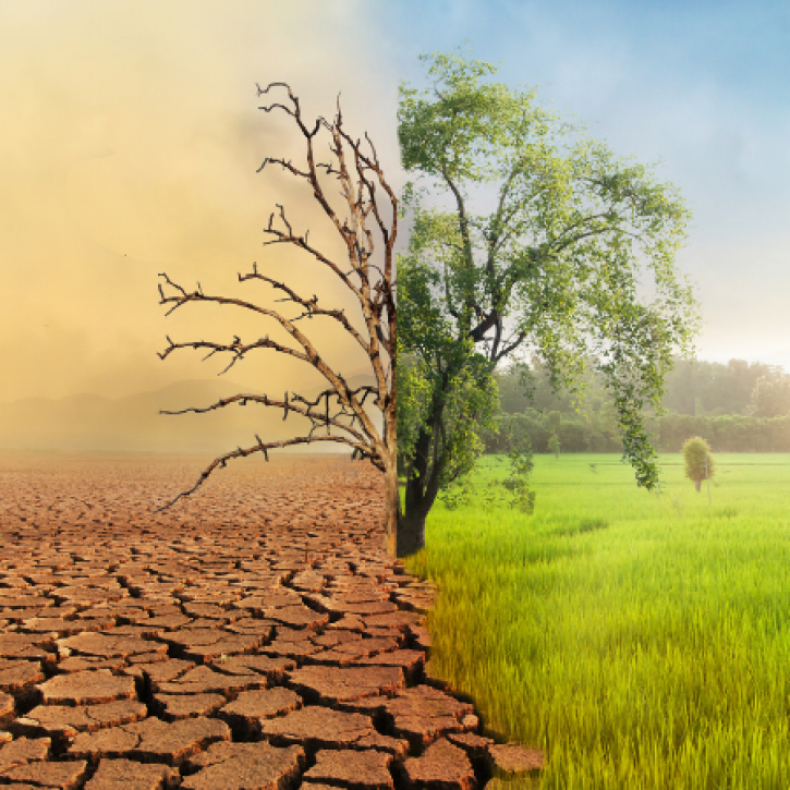 A tree with drought on one side and green grass on the other 